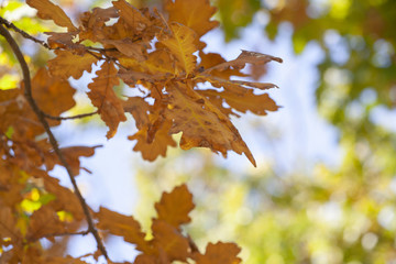 Yellow maple leaves, autumnal natural background, selective focus