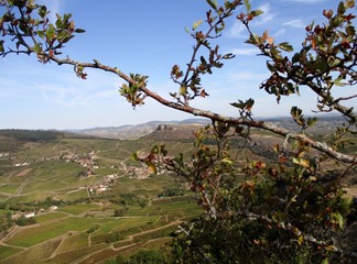 vue depuis la Roche de Solutré du village de Vergisson avec sa roche, à travers les branches d'un arbre. 