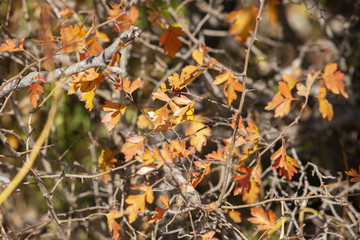 branches with hawthorn berries in the garden. background with branches and hawthorn berries.