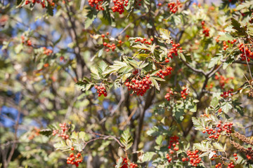 Hawthorn with fruits and leaves against the blue sky