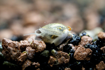 Schnecke im Aquarium 