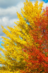 Large spreading yellow and red color bright trees in picturesque autumn valley, against a background of blue sky with sparse clouds. Day's landscape in beautiful nature of Russia