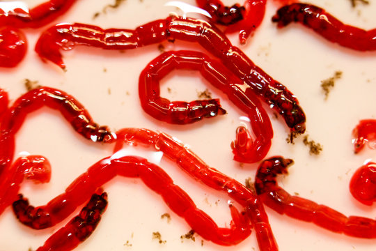 Rote Jumbo M&uuml;ckenlarven, Fischfutter 