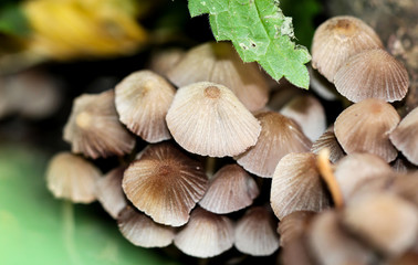 Herbstzeit, Pilzzeit, Pilze