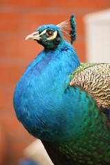 Paw © Fotoinspiracja