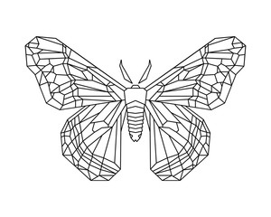 Cecropia moth stylized vector illustartion on white