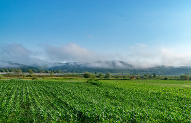 Fototapeta na wymiar Corn field in Romania with clouds and mointains in the background