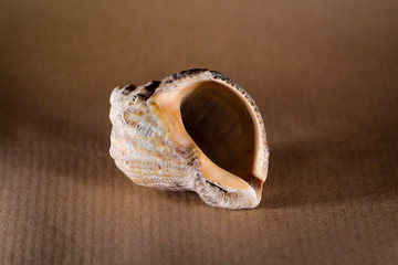 Detail einer Schnecke, Muschel