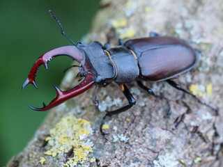 Stag beetle