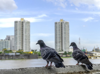 Doves in the city and on background of city