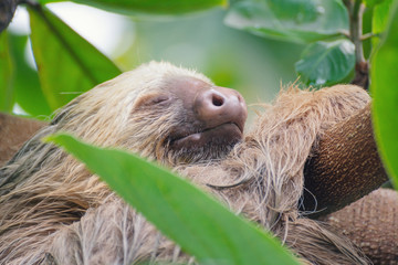 Lazy Sloth