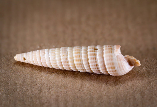 Detail einer Schnecke, Muschel
