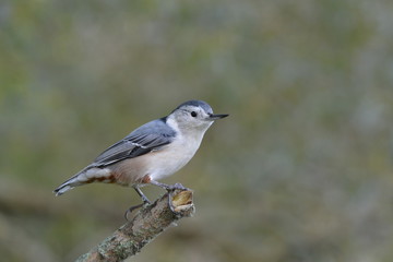 White Breasted Nuthatch on branch