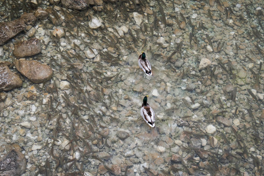 top view on lake bohinj, view on lots of squalius fish