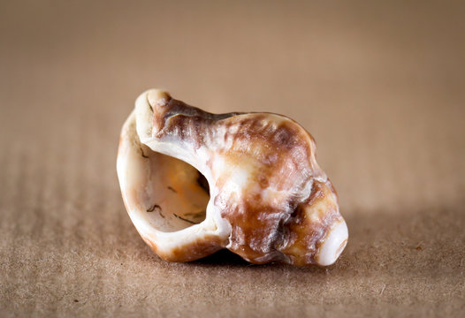 Detail einer Schnecke, Muschel