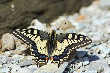 Butterfly Papilio machaon sits on the rocks and basks in the spring sun.