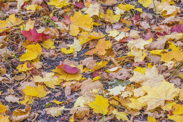 Beautiful multicolored autumn leaves background