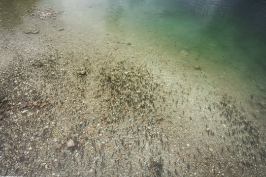 top view on lake bohinj, view on lots of squalius fish
