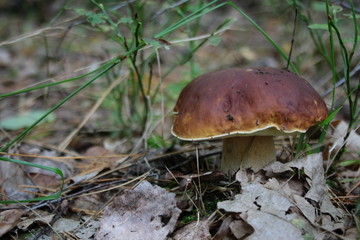 Boletus