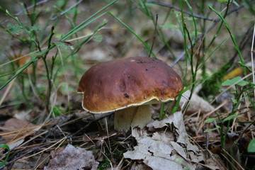  Boletus