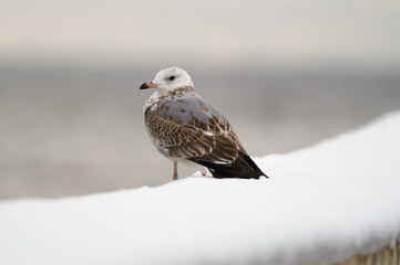 Common gull sits on the snow on the concrete fence of the river embankment turning his head.