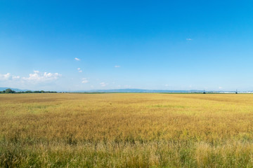 Obraz premium Beautiful yellow field against a blue sky