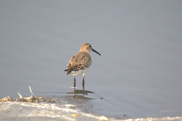 Dunlin in sewage lagoon