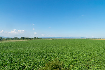 Fototapeta na wymiar Green field against a blue sky in Romania