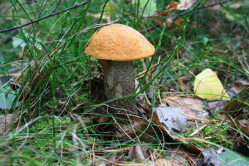  Forest mushroom