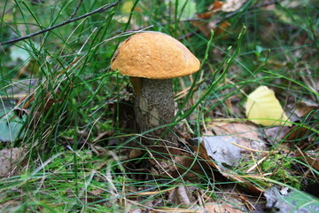 Forest mushroom