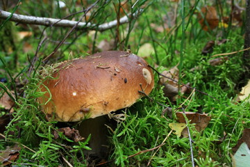 Borowik pośród mchu