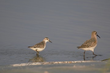 Semipalmated Sandpiper and Dunlin