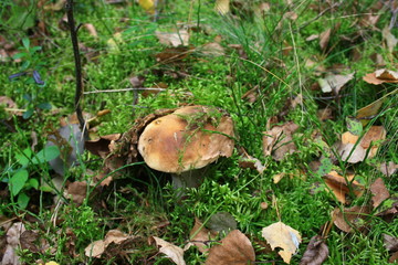 Borowik pośr&oacute;d mchu