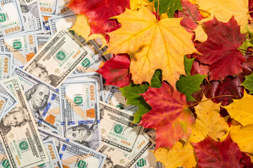 Promotion sale concept background with dollars money and colorful autumn maple leaves