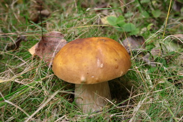 Borowik pośród leśnych traw