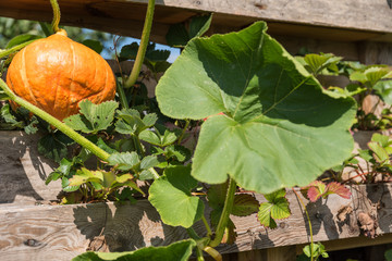 Upcycling in the garden for planting
