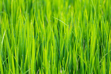 Green rice leaves fields with water droplets  in Thailand. Fresh spring green grass.Cornfield background.