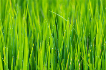 Fototapeta na wymiar Green rice leaves fields with water droplets in Thailand. Fresh spring green grass.Cornfield background.