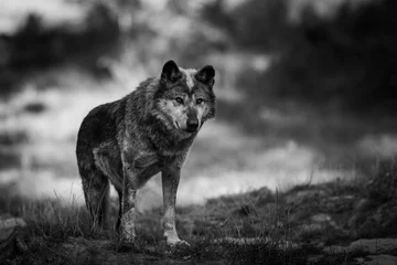 Rollo Black Wolf in the forest © AB Photography