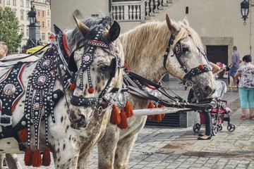 pięknie wystrojone konie krakowskich dorożek na tle sukiennic © Jarek Witkowski
