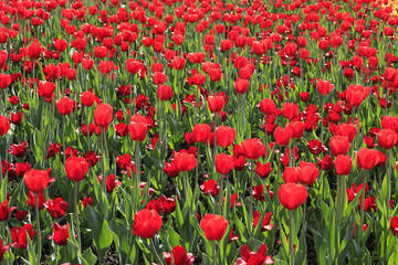 Plakat Beautiful red tulips glowing on sunlight