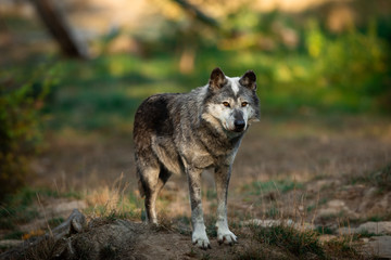 Obraz premium Black Wolf in the forest