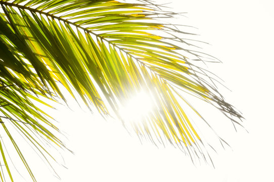 palm trees branches in tropical beach
