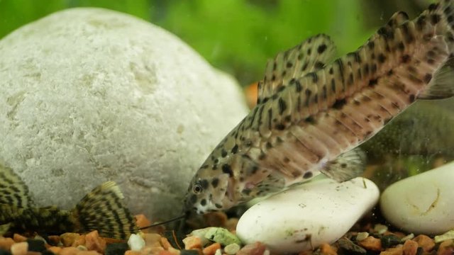 Aquarium catfish megalechis thoracata eating near a stone under water