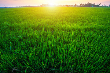 Beautiful green cornfield with sunset sky background.
