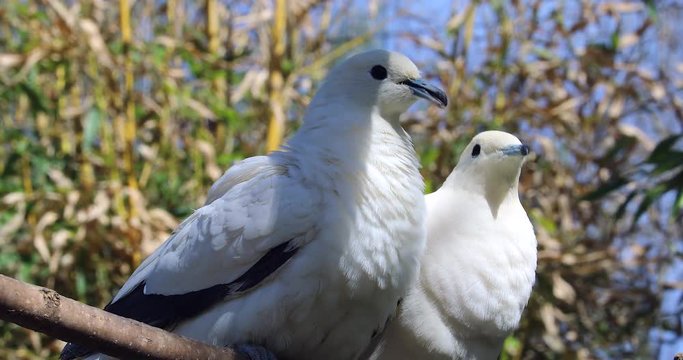 Lovely Pied Imperial Pigeon Couple (Ducula Bicolor) Perched On The Tree Branch - DCi 4K Resolution