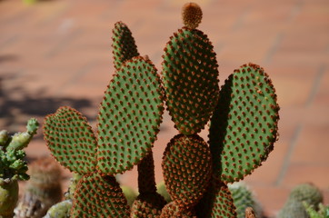 cactus (opuntia)