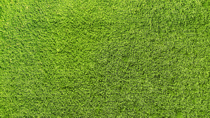 Green grass texture background. View above.