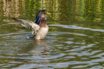 Juvenile first season male drake mallard duckling with outstretched wings