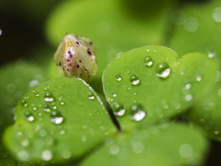 Nahaufnahme der Samenkapsel des Waldsauerklees. Auf den grünen Blättern befinden sich Wassertropfen.